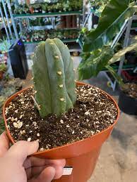 I don't know what exact species or where it came from so no idea how much mescaline it has. San Pedro Cactus Jungle House