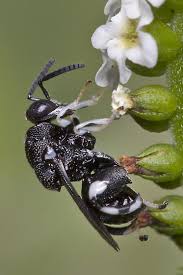 Black And White Wasp Identification Black And White Chalcid Wasp Brachymeria Ovata Insect Photos Cool Bugs Wasp