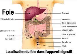 Il assure un rôle de filtre des substances toxiques pour l'organisme. La Crise De Foie Mythe Ou Realite Pharmacie Mont Gargan