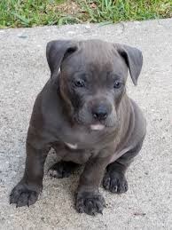 We are breeders xl american bullies. American Bully Puppies For Sale Humble Tx 212347