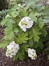 Image result for Hydrangea quercifolia