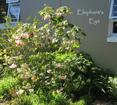 Image result for Dombeya burgessiae