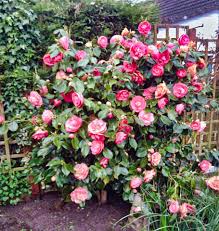 Maybe you would like to learn more about one of these? Camellia