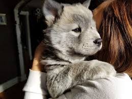 German shepherd breeders, specializing in family raised german shepherd dogs in missouri, our german shepherd puppies are fully health guaranteed! Litter Of 6 Mixed Mix Puppies For Sale In Springfield Mo Adn 62506 On Puppyfinder Com Gender Male Age 8 Weeks Siberian Husky Mix Litter Of Puppies Puppies