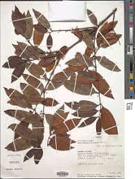 Image result for Aneulophus