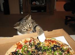 Redditors with accounts younger than 10 days who have a good reason for bypassing the age limitation may message the moderators for manual approval of your post, which. 20 Cats Who Love Pizza More Than You Do