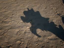The Shadow Of A Dragon Boat In The Sand Dragon Boat Shadow Photo