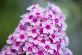 Remember to remove the dead/faded flowers so that your plants can rebloom. Info On Garden Phlox Growing Hardy Garden Phlox