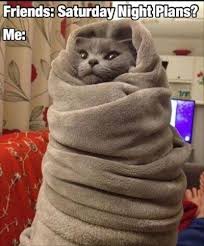 Caturday is the tradition of posting lolcats to 4chan on saturdays. 90 Funny Saturday Memes Images Pics For A Happy Weekend Cats Funny Animal Pictures Cute Animals