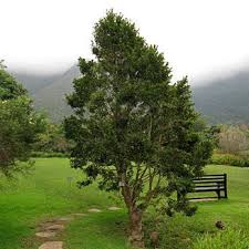 Image result for Ilex mitis