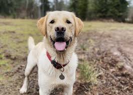 They have a very keen sense of smell. 40 Loving Labrador Mixes The Ultimate Lab Mix Guide
