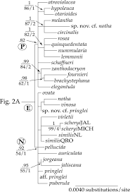 Image result for Stenostelma corniculatum