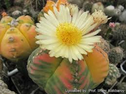 Image result for Psychotria kikwitensis