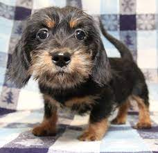 Super Cute Shih Tzu And Wiener Dog Mix Dogs Cute Puppies Puppies