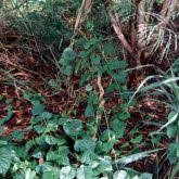 Image result for Turbina longiflora