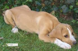 With daisy ridley, mia quiney, calum o'rourke, nathaniel parker. Husky Labrador Mischling Ophelia Welpe N Zuhause Gefunden Respektiere E V Happy Ends Archiv Von Zergportal De