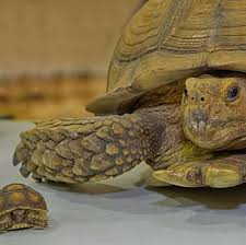Do you have a pet dog or cat in your house? Animal House Pet Store Videos Facebook