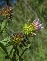 Image result for Trifolium squarrosum