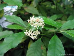 Ipecac syrup is used in animals to induce vomiting after a toxic substance has been ingested. Pharmawiki Ipecacuanha
