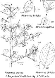 Image result for Rinorea ilicifolia