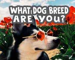 He created the schutzhund trial, a breed test, and any dog that failed the trial was prohibited from breeding. What Dog Breed Are You Quiz What Dog Are You 1 Free Test