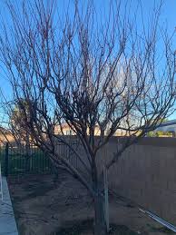 Image result for pruning plum trees
