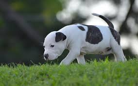 That attitude generally doesn't carry over to other dogs, however. Hd Wallpaper American Staffordshire Terrier Puppy White And Black American Pitbull Terrier Puppy Wallpaper Flare