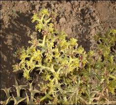 Image result for Schizozygia coffaeoides