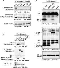 We did not find results for: Regulation Of Expression Of Phospholipase D1 And D2 By Pea 15 A Novel Protein That Interacts With Them Journal Of Biological Chemistry