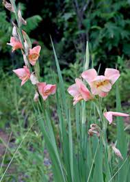Image result for Gladiolus dalenii