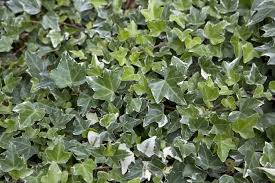 Image result for Hedera