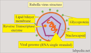 Image result for Rubella