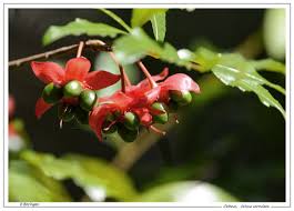 Image result for Ochnaceae