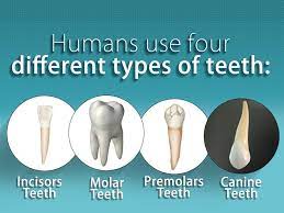 Pin On Dentist World