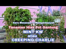 Tanaman yang memiliki 1000 varietas ini, cocok ditanam dengan cara ditempel di dinding ataupun digantung dalam pot. Tanaman Hias Pot Gantung Daun Mint Kw Atau Creeping Charlie Plant Dan Cara Menanamnya Kebun Langit Youtube