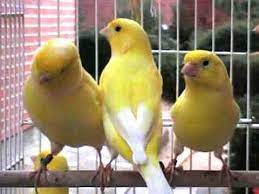 Canario Amarillo Todas Las Variedades Historia Y Caracteristicas De Esta Raza De Canarios De Color Fenotipo Del Canario Amarillo Canarios Canario Aves