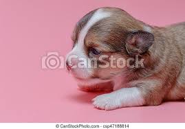 Chihuahua puppies can be adopted out as soon as three months after they are born. Portrait Of Newborn Chihuahua Puppy On Pink Background Canstock