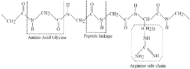 After a polypeptide is produced in protein synthesis, it's not necessarily a functional protein yet! Typical Molecular Structure Of Polypeptide Download Scientific Diagram