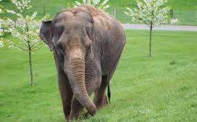 View and download for free this asian elephant wallpaper which comes in best available resolution of 1600x1200 in high quality. Asian Elephant Hd Wallpaper Background Image 2560x1600