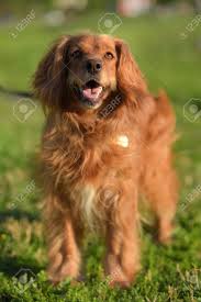 Will have first shot, deworming and tail docked. Red Haired English Cocker Spaniel In The Park Stock Photo Picture And Royalty Free Image Image 104710731
