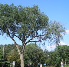 For those searching for a large, stately tree that provides arizona roc #: Dutch Elm Disease Umn Extension