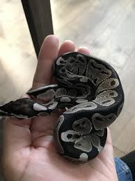 Depending on the bloodline, the price for the axanthic can range quite widely. Pin By Stephanie S On Ball Pythons Axanthic Ball Python Ball Python Reptile Room