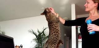 Seacoast Pet Sitters » About