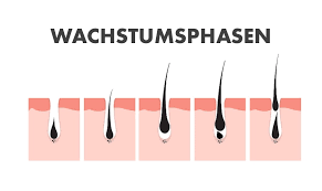 Nach dem sechsten monat wird das. Haartransplantation Wachstum Wichtige Tipps Bio Hair Clinic