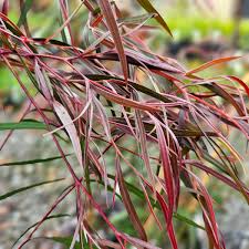 Image result for Agonis