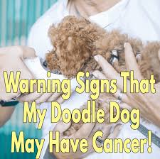 In other dogs, signs may be vague. Warning Signs Your Doodle Dog May Have Cancer Lover Doodles