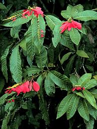 Warszewiczia coccinea | Fotos de Campo | The Field Museum