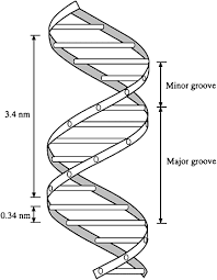 Although an increase in gene dos translocated to chromosome 14 (zech. The Flow Of Genetic Information Mcgraw Hill Education Access Engineering