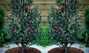 All you need to know. Blue Maid Holly Bushes For Sale The Tree Center