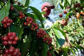 Berdiri di tahun 2018, pt. Kopi Temanggung Simpan Potensi Ekspor Tinggi Aromanya Kuat Dan Khas Antara News